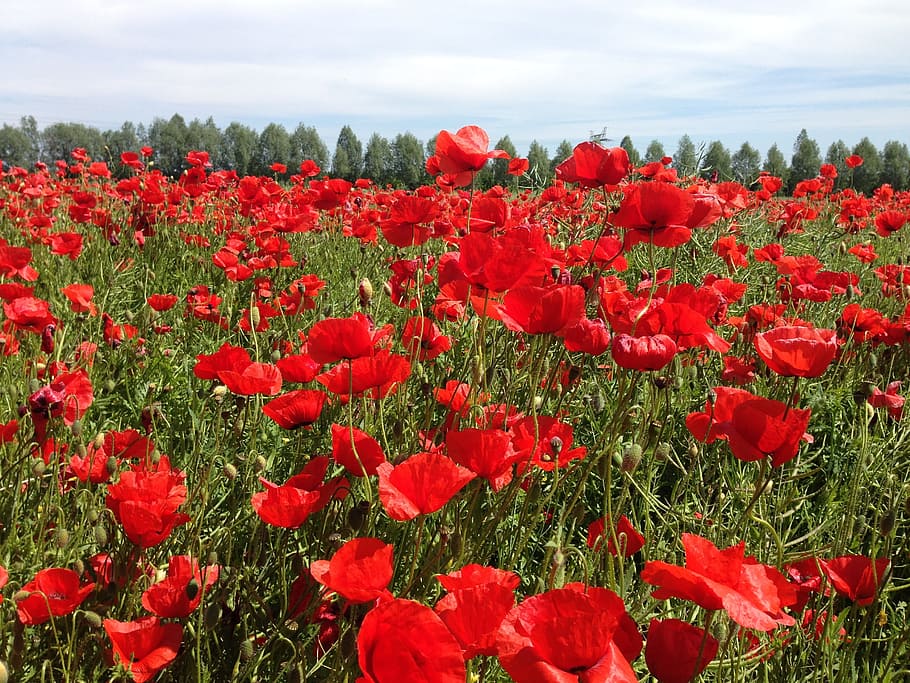 Poppy, Spring, Flower, klatschmohn, red, colorful, red poppy HD wallpaper