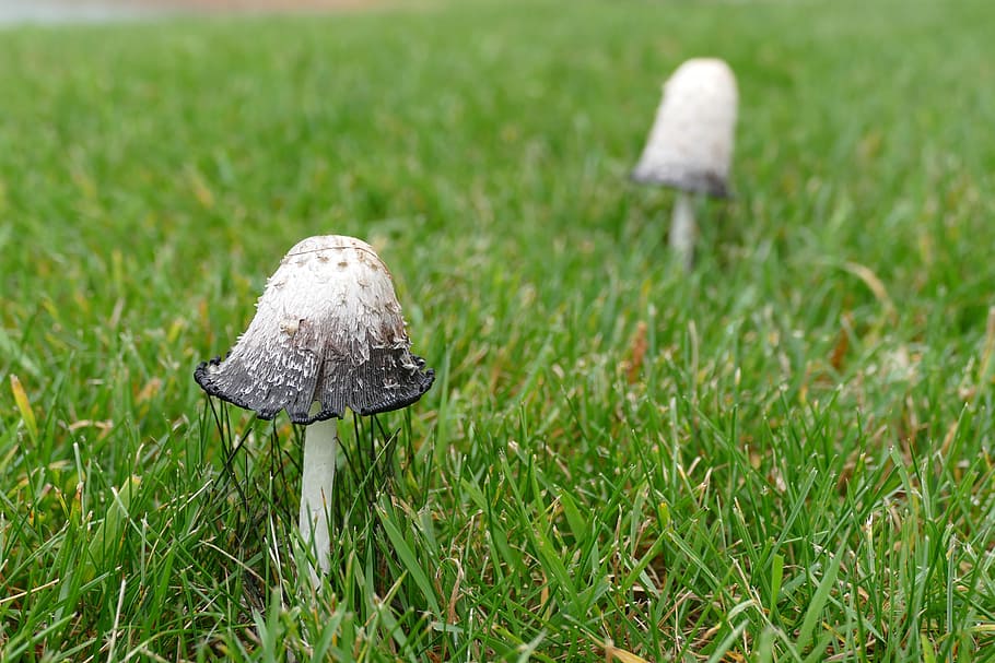 toadstool, mushroom, grass, poisonous, fungus, plant, vegetable HD wallpaper