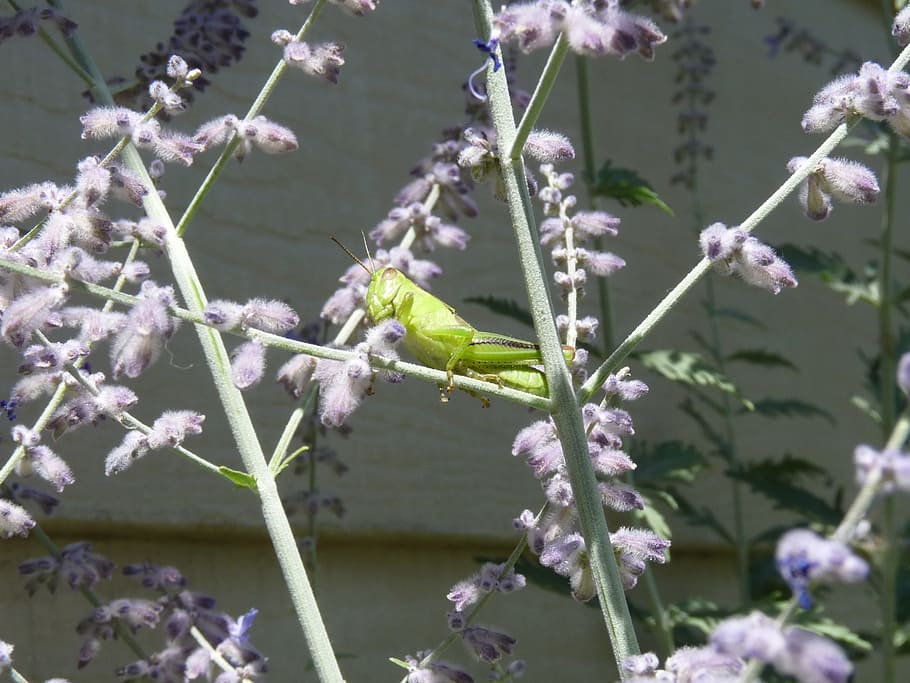 Grasshopper, Insect, Bug, green, sitting, fauna, creature, flower HD wallpaper