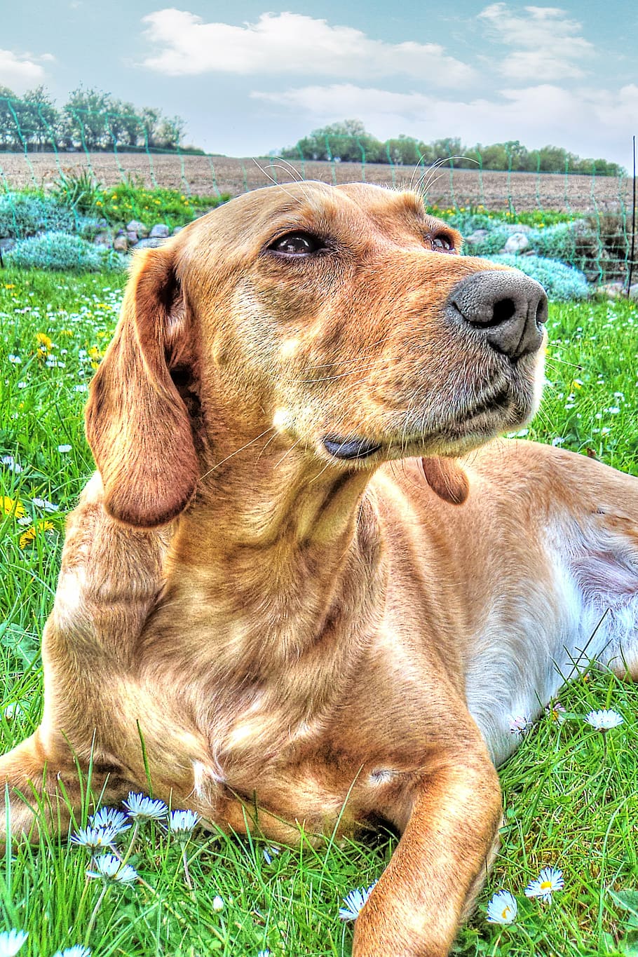 dog, labrador, hdr, pets, animal, cute, canine, purebred Dog HD wallpaper