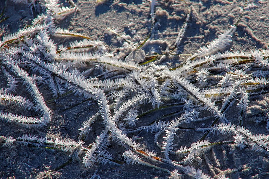 nature, frost, no people, high angle view, day, close-up, plant HD wallpaper
