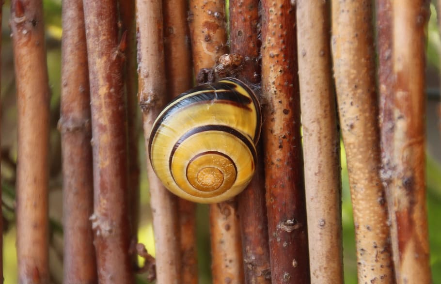shell, snail, spiral, animals, slowly, mollusk, close-up, no people HD wallpaper