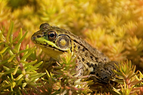 green and black frog on green plant in close-up photography HD wallpaper