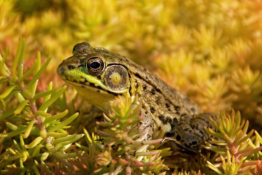 green and black frog on green plant in close-up photography HD wallpaper