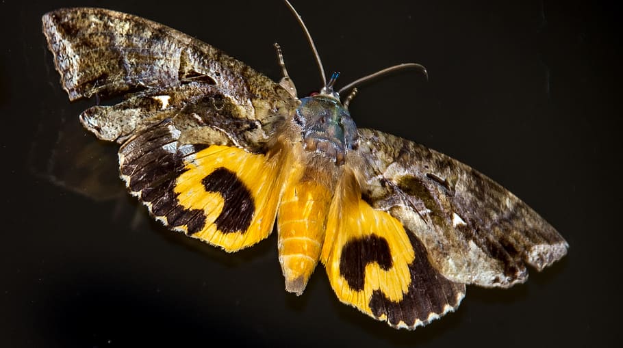 moth, fruit-sucking moth, large, insect, brown, black, yellow HD wallpaper