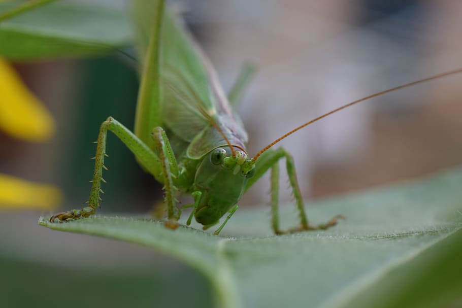 macro, nature, grasshopper, insect, green, caelifera, chorthippus parallelus