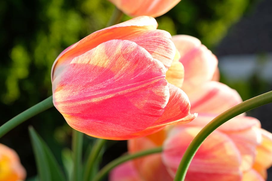 tulip, flower, spring, nature, red, pink, yellow, violet, petals HD wallpaper