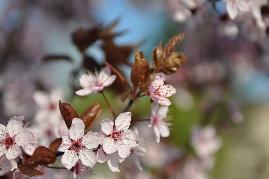 spring, flowers, garden, nature, pink, spring flowers, branch HD wallpaper