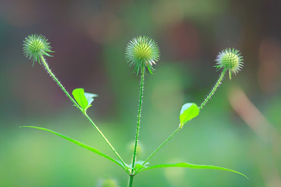 green thistles in selective focus photography, nature, plant HD wallpaper