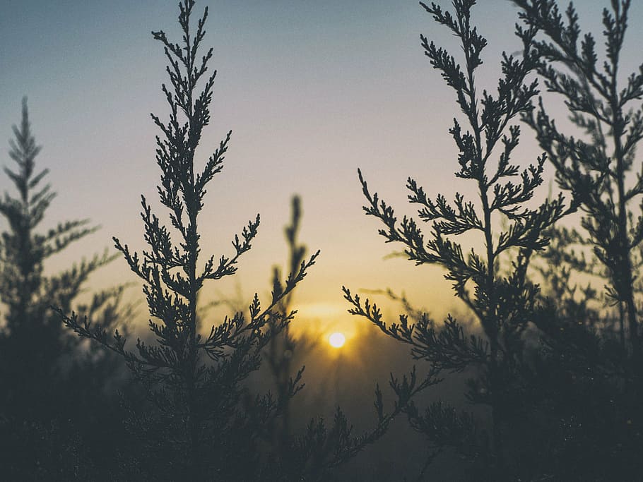 green leaf plants at golden hour, sunlight, sunrise, sunshine HD wallpaper