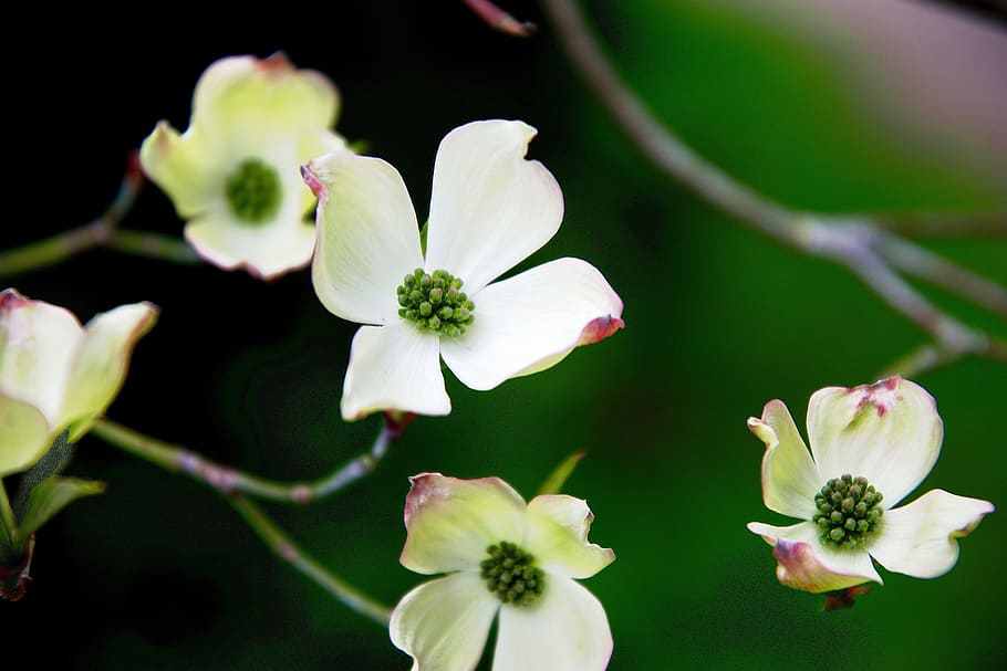 Spring, Flowers, Tender, Weis, Blossom, close, petal, growth HD wallpaper