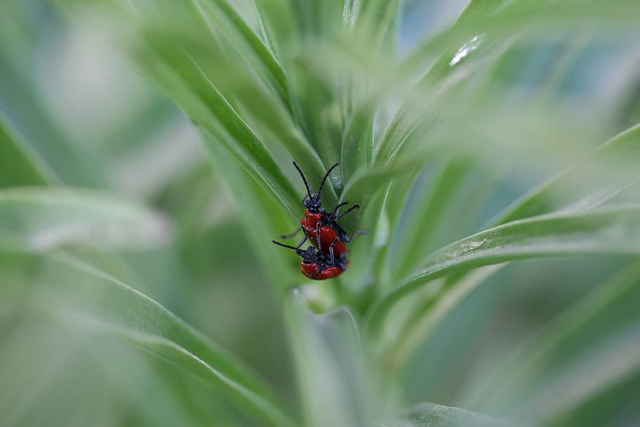 insecta, red, pair, mating, nature, animal wildlife, animal themes HD wallpaper
