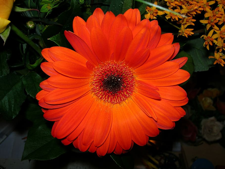Flower, Gerbera, Blossom, Bloom, red, close, nature, yellow HD wallpaper