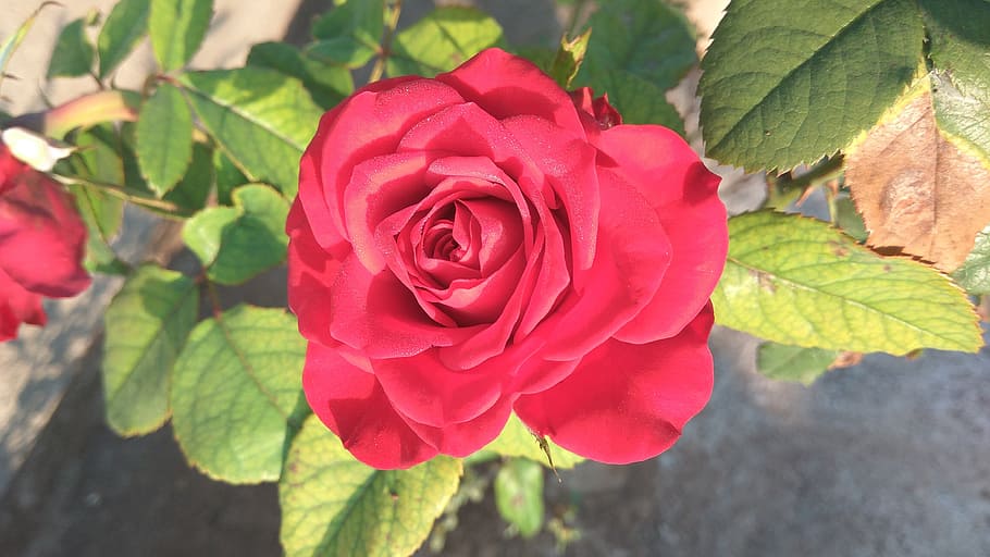 flower, nature, rose, leaf, flora, flowering plant, beauty in nature HD wallpaper