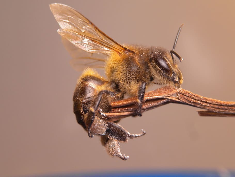 bee, insect, flower, animal themes, animals in the wild, invertebrate HD wallpaper