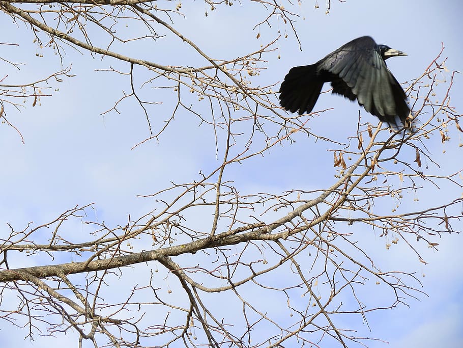 sky, blue, clouds, day, summer, birds, nature, branch, take off HD wallpaper