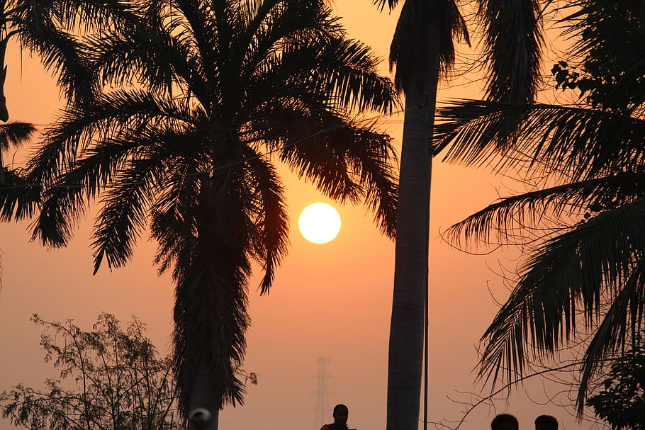 sunset, tress, evening, tree, palm tree, plant, silhouette HD wallpaper
