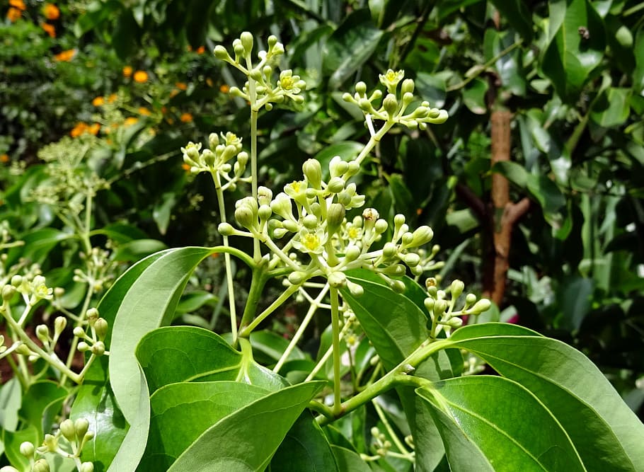 indian bay leaf, cinnamon, cinnamomum tamala, cinnamomum verum