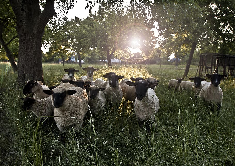 group of sheeps on grass, meadow, green, sun, wool, flock of sheep HD wallpaper