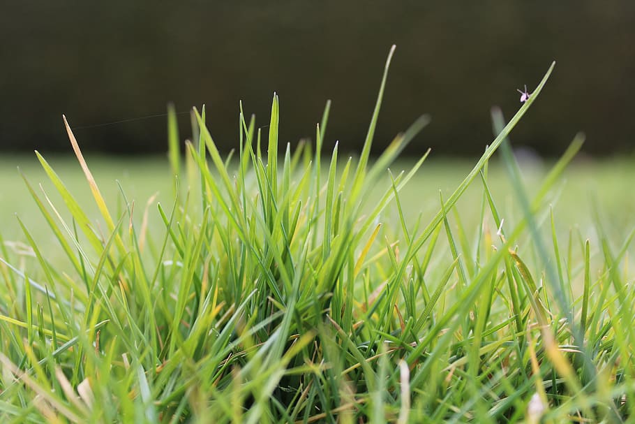 rush, grass, background, green, meadow, nature, blades of grass HD wallpaper