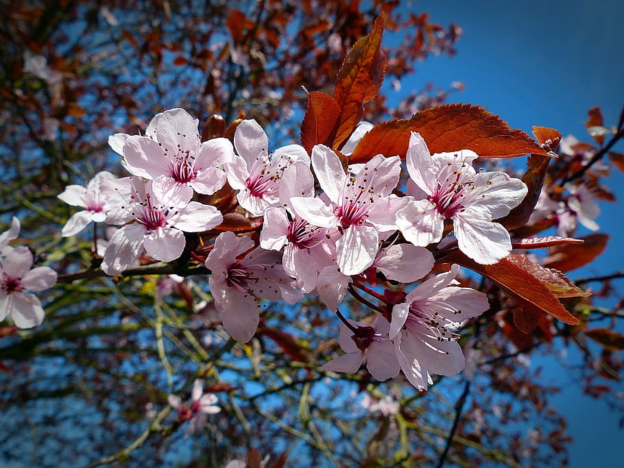 cherry, blossom, bloom, cherry blossom, spring, pink, japanese cherry HD wallpaper