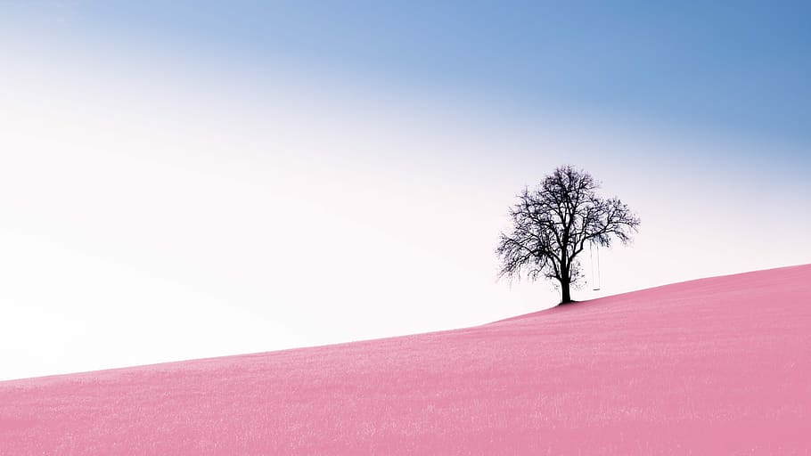 tree on desert, black tree during daytime photo, sky, hill, solitude tree HD wallpaper