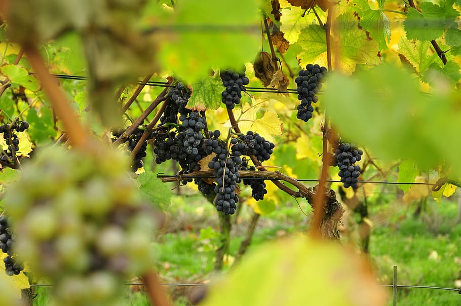 grapes, vineyard, fruit, blue, blue grapes, plant, growth, food and drink HD wallpaper