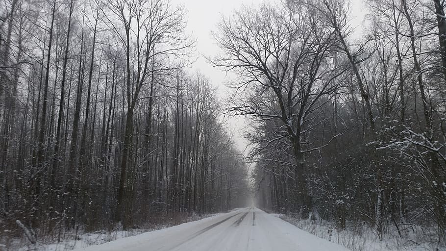 winter, way, forest, snow, spacer, the silence, snowy tree HD wallpaper