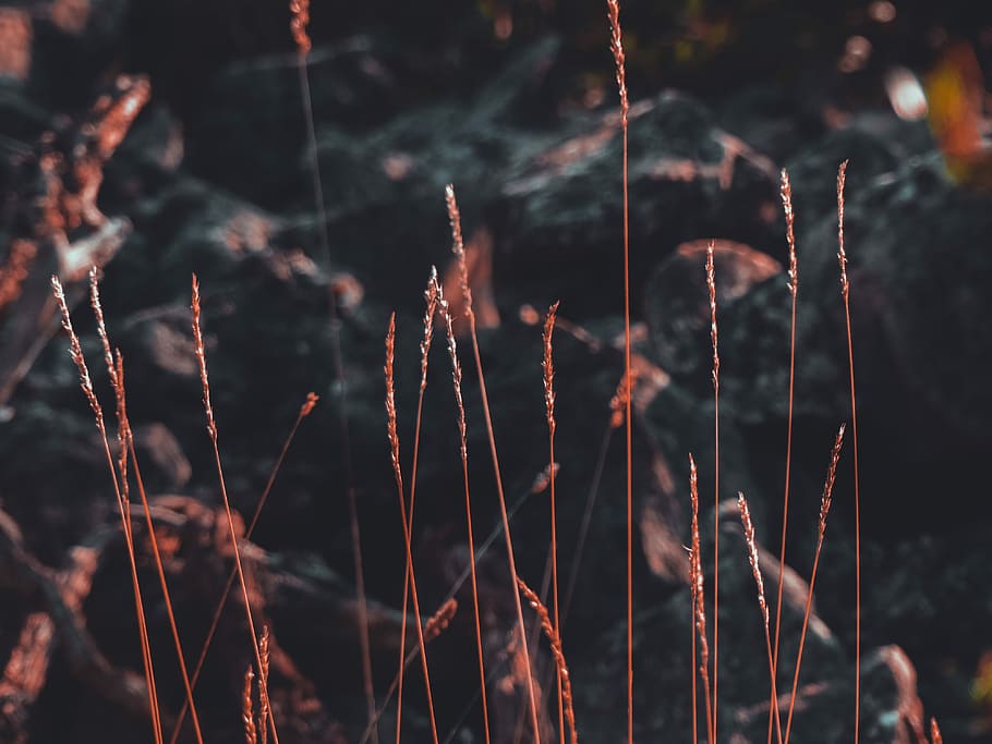 selective focus photography of brown long grass, close up photography of brown grass HD wallpaper