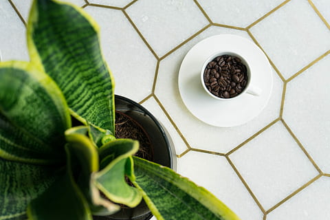 green snake plants, potted snake plant inside room, coffee, cup HD wallpaper