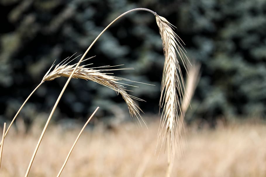 rye, corn, ears, grains, kłos, crop, agriculture, plant, cereal plant HD wallpaper