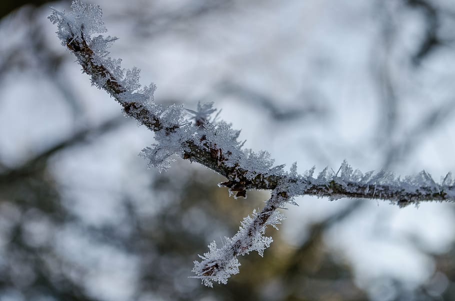 ice, branch, winter, snow, crystals, snow crystals, cold, frozen HD wallpaper