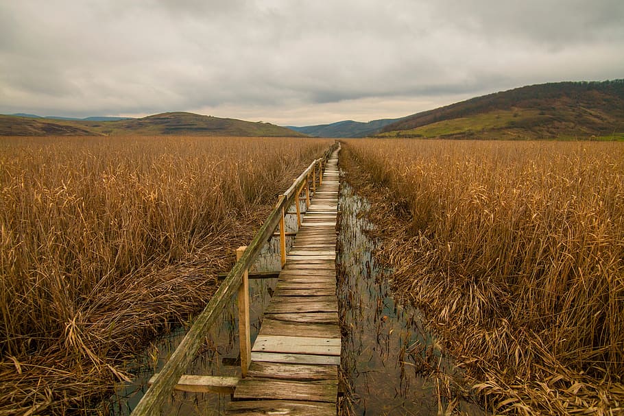 wooden, bridge, path, grass, agriculture, plant, field, farm HD wallpaper