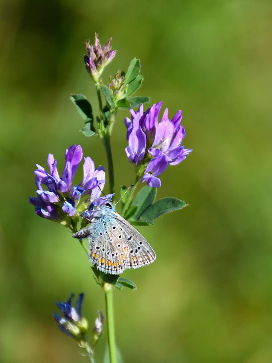 butterfly, blossom, bloom, close, insect, nature, flowers, flower and butterfly HD wallpaper