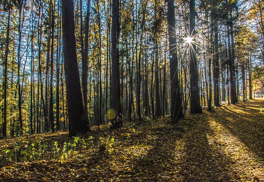 sun, autumn, sunset, landscape, tree, light, peace, forest HD wallpaper