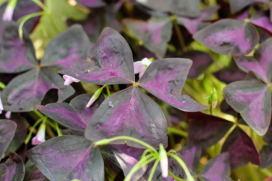 triangular clover, oxalis triangularis, four leaf clover, klee HD wallpaper