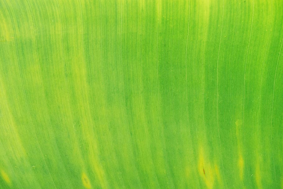 green painting, leaf, plant, nature, green color, backgrounds HD wallpaper