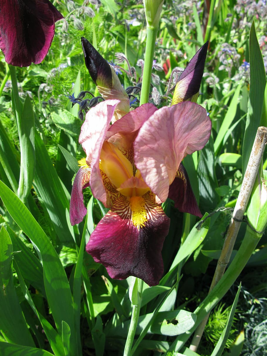 Iris, Bearded, Flower, Nature, Spring, blossom, flora, garden HD wallpaper