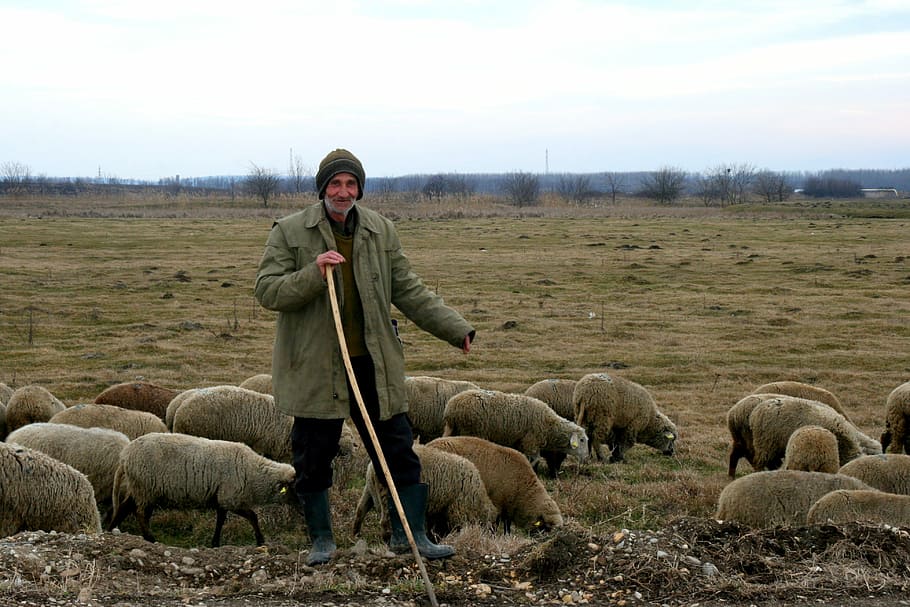 Camacho, Sheep, Flock, Plain, the flock, agriculture, farm