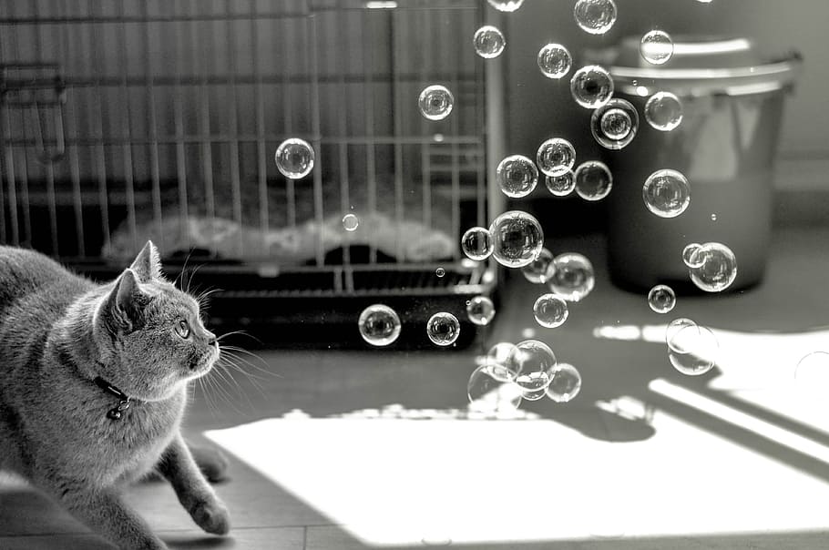 grayscale shot of cat staring at bubbles near cage, animals HD wallpaper