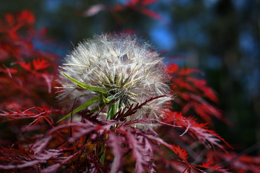 japanese maple, had salsify, dandelion, nature, pointed flower, HD wallpaper