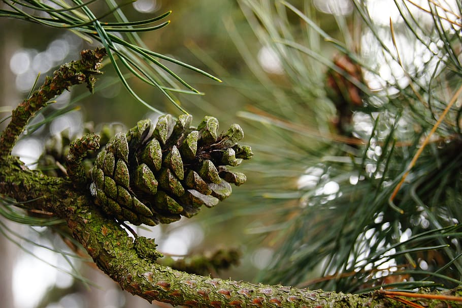 Nature, Fir, Pine, Forest, Tree, Autumn, branch, pine cones HD wallpaper