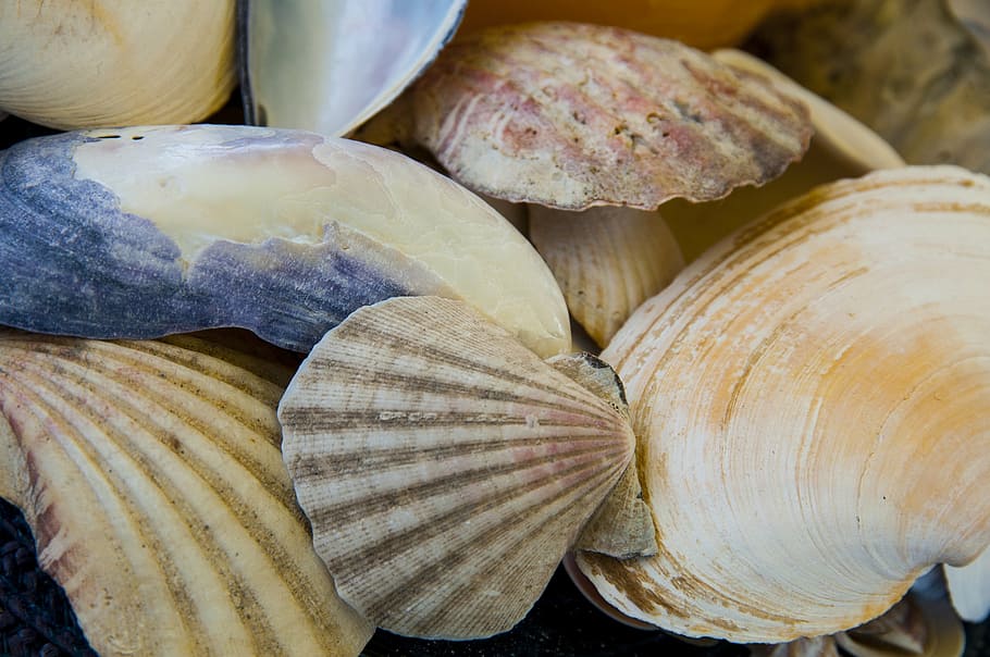 low tide, beach, sea, shells, mussels, still life, close-up HD wallpaper
