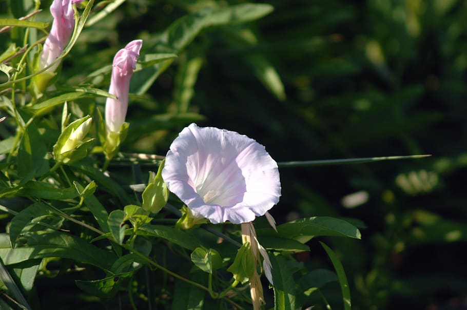 bindweed, wildflower, flowers, flowering plant, freshness, beauty in nature HD wallpaper