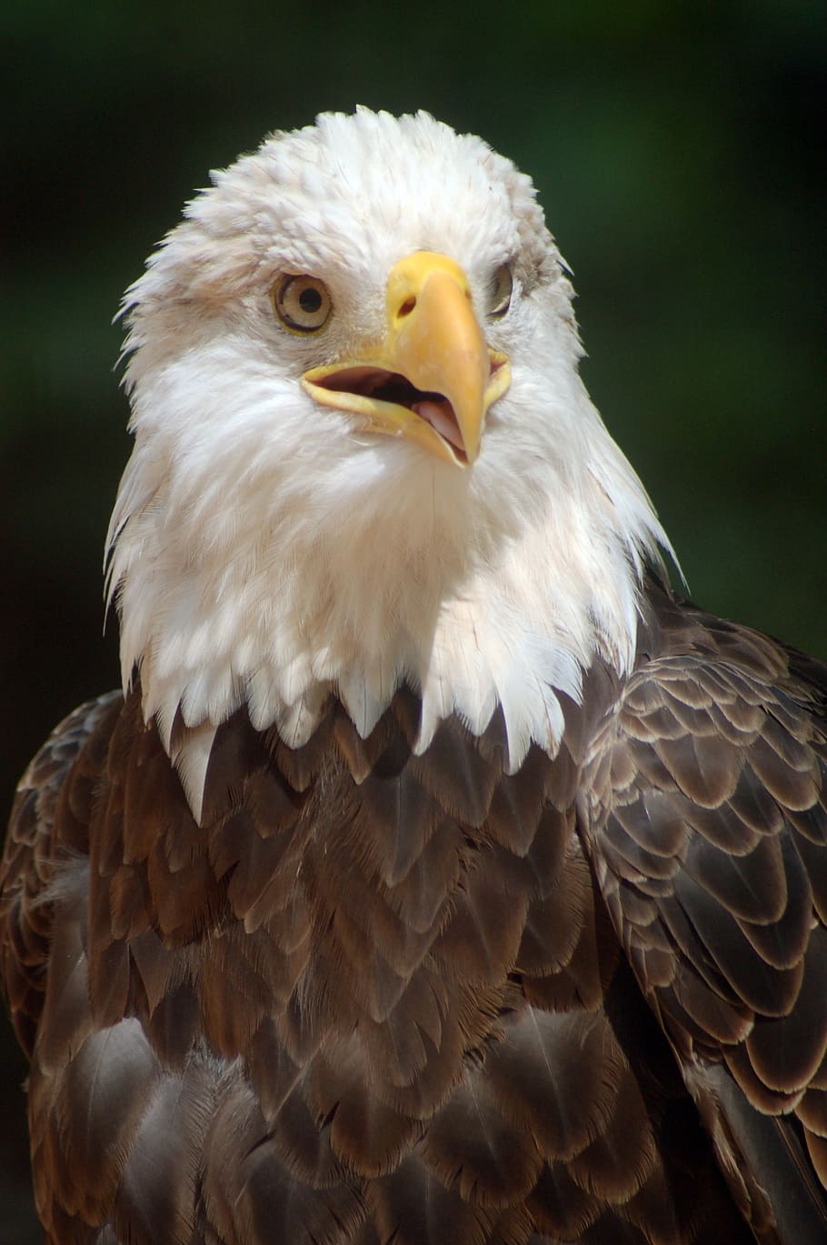 bald eagle, bird, nature, natural, american, raptor, wildlife HD wallpaper