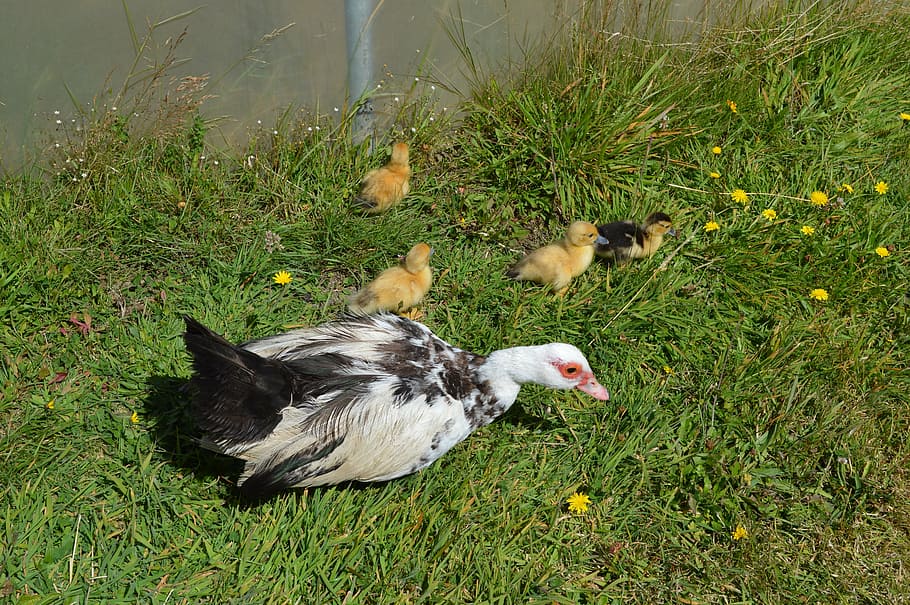 animal, duck, spring, animal themes, plant, grass, domestic HD wallpaper