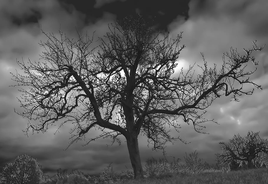tree, landscape, mystich, nature, trees, natural, mood, individually HD wallpaper