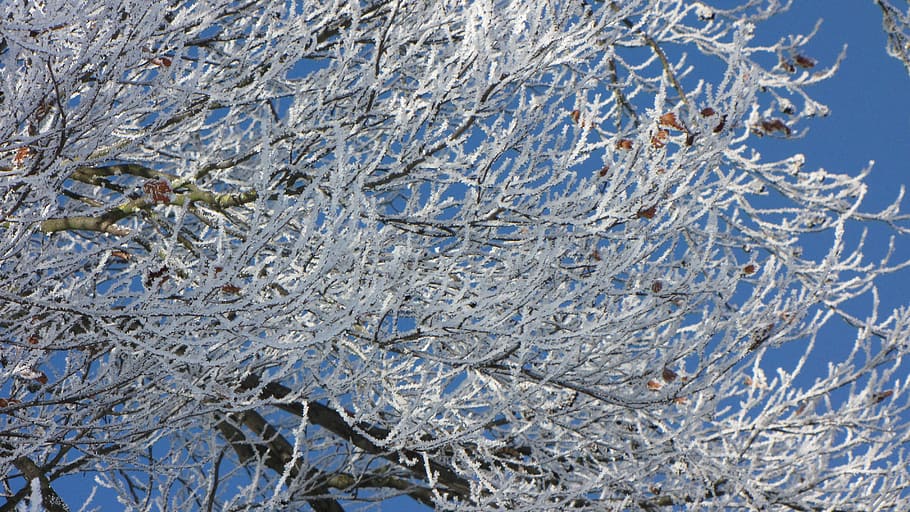 Winter, Tree, Frost, Snow, full frame, backgrounds, abstract HD wallpaper