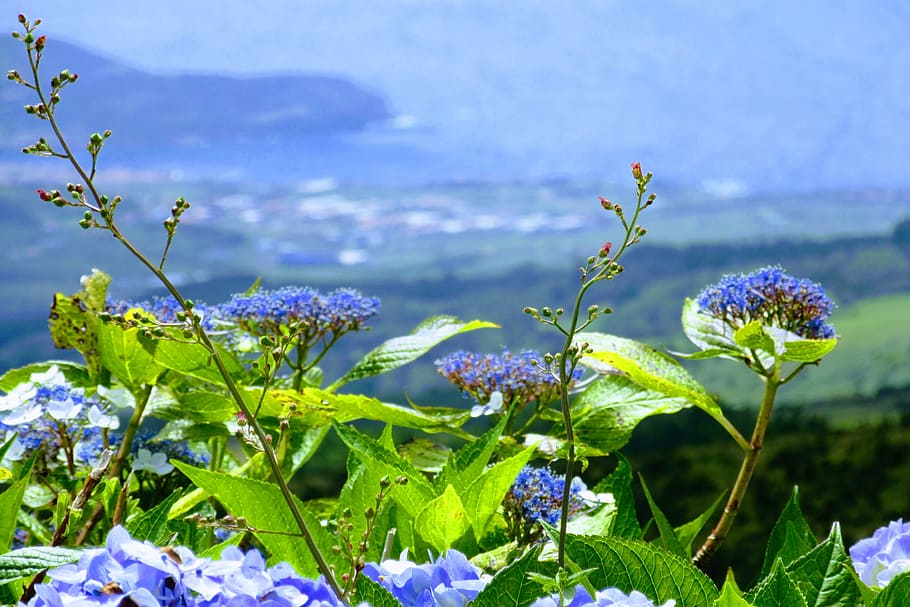 flower, sky, azores, flowering plant, beauty in nature, growth HD wallpaper