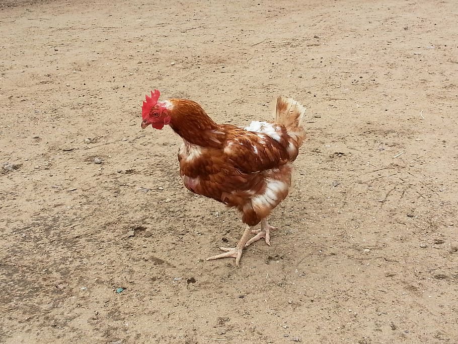 hen, chicken, animal, bird, fowl, poultry, chicken - bird, domestic animals HD wallpaper